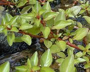 The leaves on this plant are arranged in pairs opposite one another, with successive pairs at right angles to each other ("decussate") along the red stem. Note developing buds in the axils of these leaves.